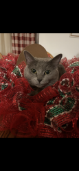 Lost Female Cat last seen Tuscawaras road, Ohioville, PA 15059