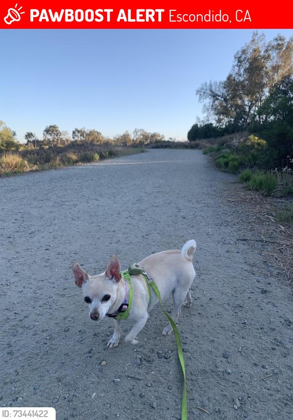 Lost Female Dog last seen fifth ave, Escondido, CA 92025