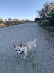 Lost Female Dog last seen fifth ave, Escondido, CA 92025