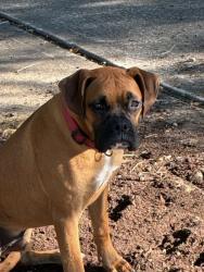 Reunited Male Dog last seen Dixie Farm Rd. Pearland TX & Broadway St. Pearland TX, Pearland, TX 77089