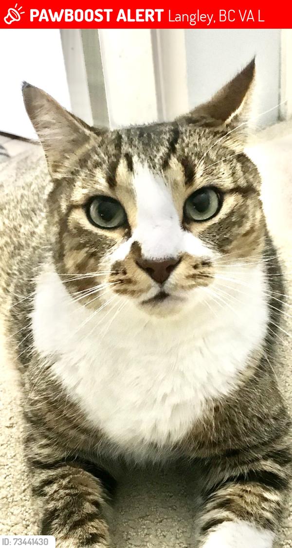 Lost Male Cat last seen HD Stafford Middle School, Langley, BC V3A 3L5