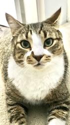Lost Male Cat last seen HD Stafford Middle School, Langley, BC V3A 3L5