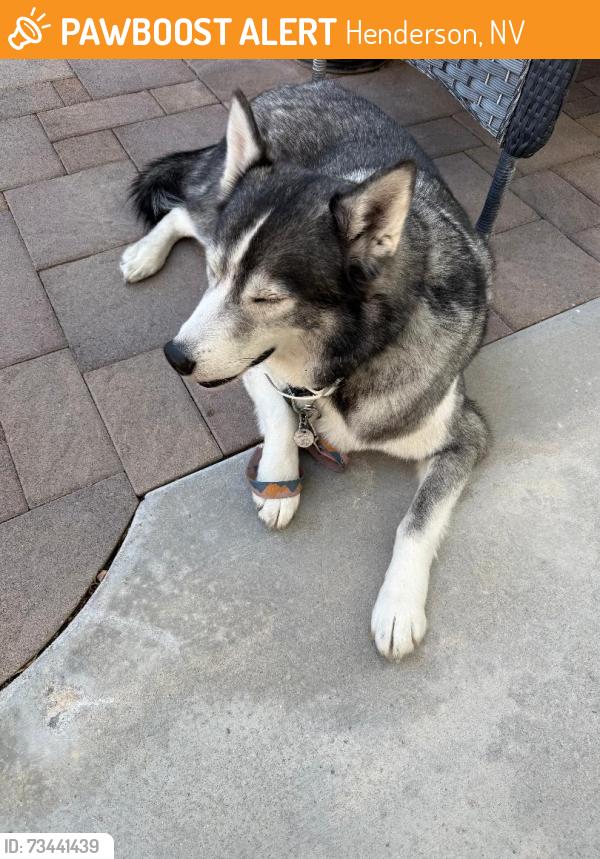 Found/Stray Male Dog last seen Shadow Canyon, Henderson, NV 89044
