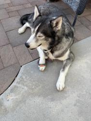 Found/Stray Male Dog last seen Shadow Canyon, Henderson, NV 89044