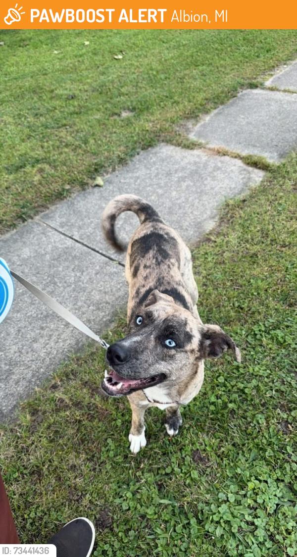 Found/Stray Female Dog last seen Division and Maple, Albion, MI 49224