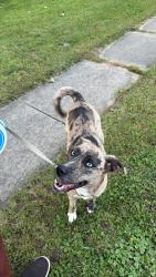 Found/Stray Female Dog last seen Division and Maple, Albion, MI 49224