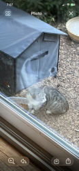 Found/Stray Unknown Cat last seen Between Garland and Galaxie, Apple Valley, MN 55124