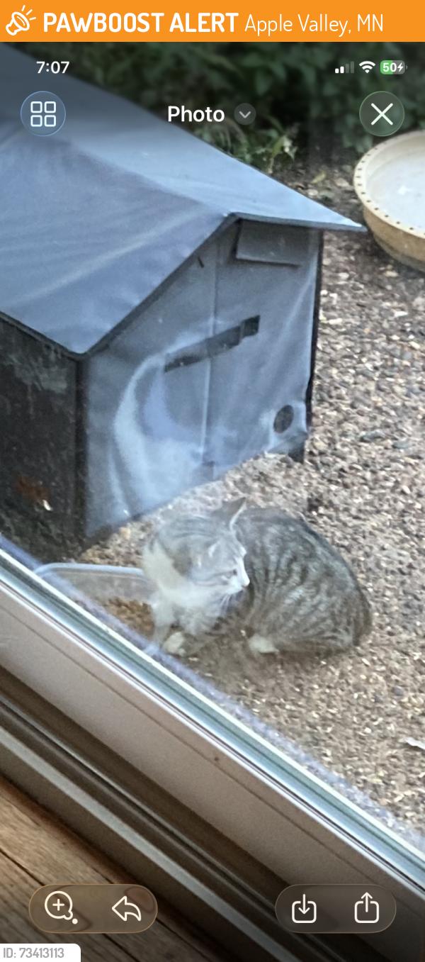 Found/Stray Unknown Cat last seen Between Garland and Galaxie, Apple Valley, MN 55124
