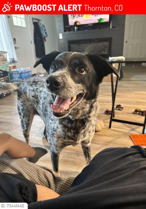 Lost Male Dog last seen Muriel and albion, Thornton, CO 80233