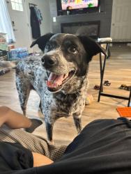 Lost Male Dog last seen Muriel and albion, Thornton, CO 80233