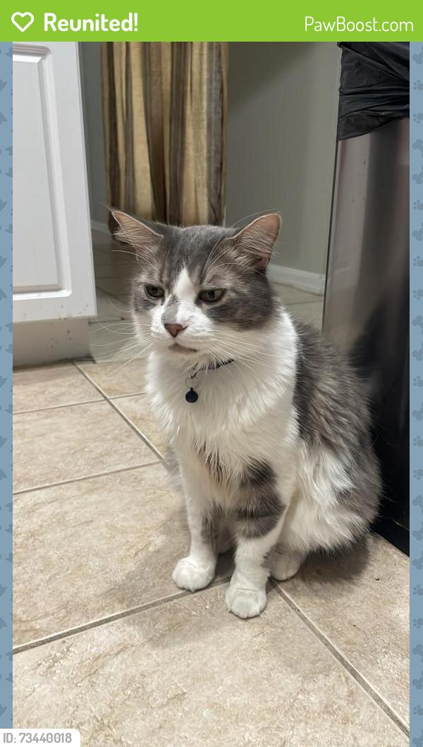 Reunited Male Cat last seen Near SW 3rd Pl, Cape Coral, FL 33991, USA, Cape Coral, FL 33991