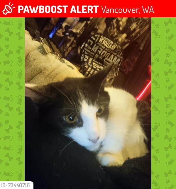 Lost Male Cat last seen image neighborhood or near Vancouver Mall, Vancouver, WA 98682