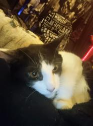 Lost Male Cat last seen image neighborhood or near Vancouver Mall, Vancouver, WA 98682