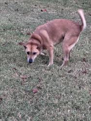Found/Stray Female Dog last seen Cason and Windermere, Murfreesboro, TN 37128