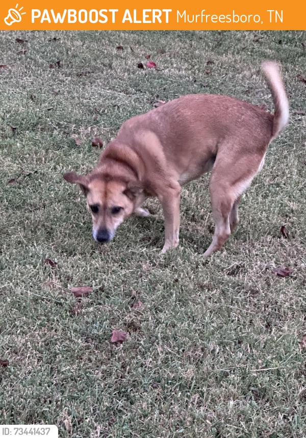 Found/Stray Female Dog last seen Cason and Windermere, Murfreesboro, TN 37128