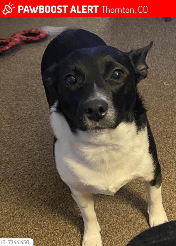 Lost Female Dog last seen Muriel and albion, Thornton, CO 80233