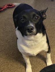 Lost Female Dog last seen Muriel and albion, Thornton, CO 80233