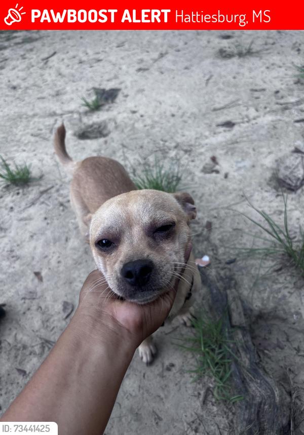 Lost Female Dog last seen Near Maggie street Hattiesburg, Hattiesburg, MS 39401