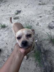 Lost Female Dog last seen Near Maggie street Hattiesburg, Hattiesburg, MS 39401