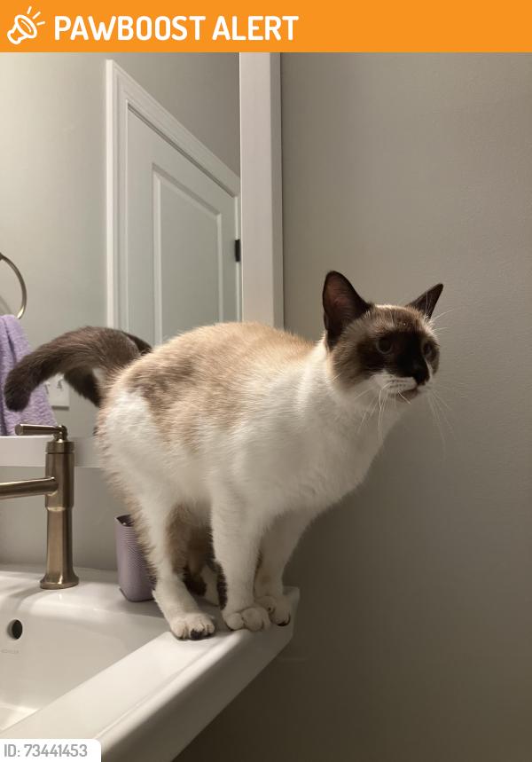 Found/Stray Unknown Cat last seen Moose Club and White Oak road, Thomson, McDuffie County, GA 30806