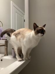 Found/Stray Unknown Cat last seen Moose Club and White Oak road, Thomson, McDuffie County, GA 30806