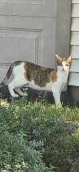 Found/Stray Female Cat last seen Ups and forest preserve, Palatine, IL 60074