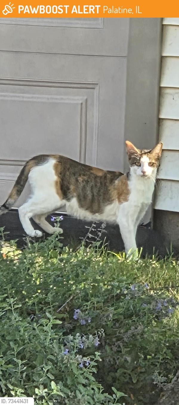 Found/Stray Female Cat last seen Ups and forest preserve, Palatine, IL 60074