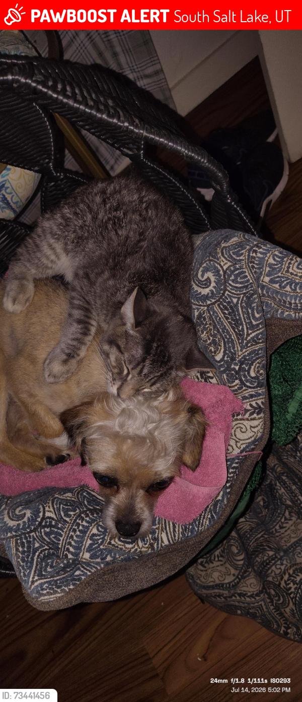 Lost Male Dog last seen Near South state street, South Salt Lake, UT 84115