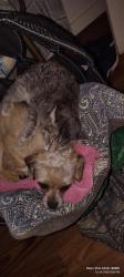 Lost Male Dog last seen Near South state street, South Salt Lake, UT 84115