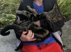 Lost Male Cat last seen Near Lockhart rd and poplar rd, Innisfil, ON 