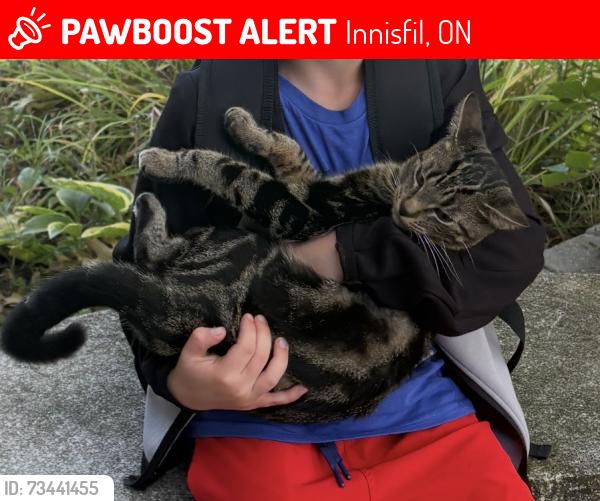 Lost Male Cat last seen Near Lockhart rd and poplar rd, Innisfil, ON 