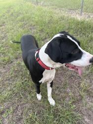 Found/Stray Male Dog last seen Tower Glenn, Conroe, TX 77306