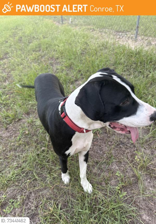 Found/Stray Male Dog last seen Tower Glenn, Conroe, TX 77306
