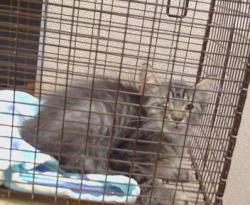 Shelter Stray Unknown Cat last seen FAIR OAKS BLVD/ENGLE RD, 95608, 3839 Bradshaw Rd, Sacramento, CA 95827, USA