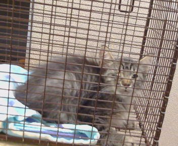 Shelter Stray Unknown Cat last seen FAIR OAKS BLVD/ENGLE RD, 95608, 3839 Bradshaw Rd, Sacramento, CA 95827, USA