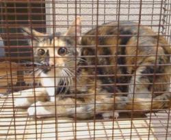 Shelter Stray Female Cat last seen FAIR OAKS BLVD/ENGLE RD, 95608, 3839 Bradshaw Rd, Sacramento, CA 95827, USA