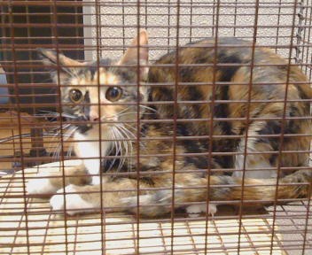 Shelter Stray Female Cat last seen FAIR OAKS BLVD/ENGLE RD, 95608, 3839 Bradshaw Rd, Sacramento, CA 95827, USA