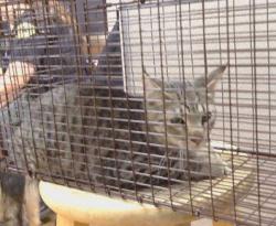 Shelter Stray Unknown Cat last seen FAIR OAKS BLVD/ENGLE RD, 95608, 3839 Bradshaw Rd, Sacramento, CA 95827, USA