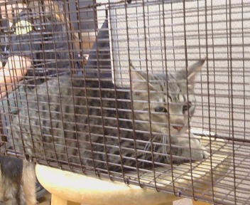 Shelter Stray Unknown Cat last seen FAIR OAKS BLVD/ENGLE RD, 95608, 3839 Bradshaw Rd, Sacramento, CA 95827, USA