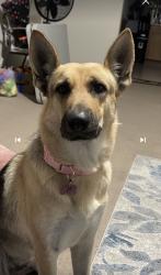 Reunited Female Dog last seen Avondale Blvd, Avondale, AZ, USA, Avondale, AZ 85323