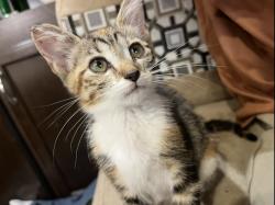 Lost Female Cat last seen highway 20, Florence, AL 35633