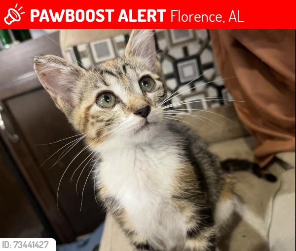 Lost Female Cat last seen highway 20, Florence, AL 35633