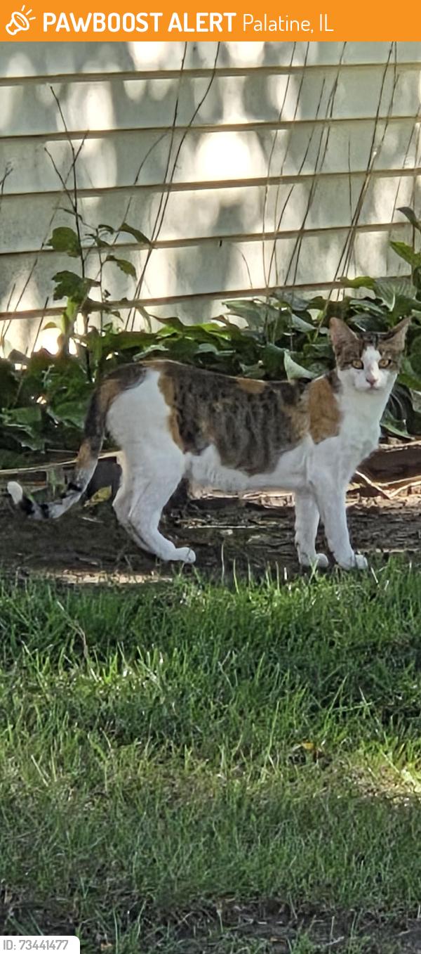 Found/Stray Female Cat last seen Ups and forest preserve, Palatine, IL 60074
