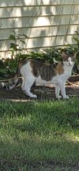 Found/Stray Female Cat last seen Ups and forest preserve, Palatine, IL 60074