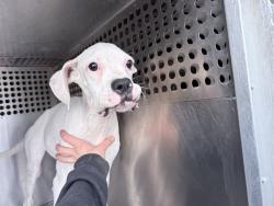 Shelter Stray Female Dog last seen 63RD AVE AND INDIAN SCHOOL RD, 2500 S 27th Ave, Phoenix, AZ 85009, USA