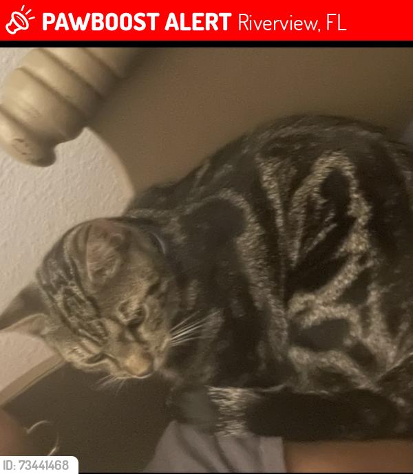 Lost Male Cat last seen Panther trace, Riverview, FL 33579