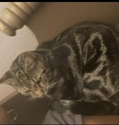 Lost Male Cat last seen Panther trace, Riverview, FL 33579