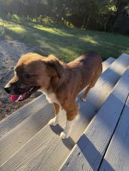 Found/Stray Male Dog last seen redfield, Norcross, GA 30071