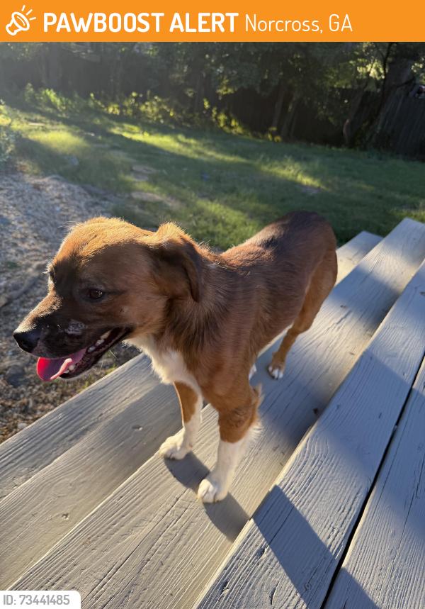 Found/Stray Male Dog last seen redfield, Norcross, GA 30071