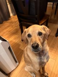 Lost Male Dog last seen Near Streamview drive, San Diego, CA 92115